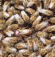 Matki pszczele nieunasiennione K2