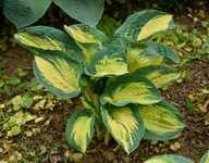 Funkia "GREAT EXPECTATIONS" Hosta sadzonka