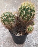 Kaktusy. Lobivia hertrichiana