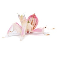 Modliszka storczykowa Hymenopus coronatus Orchid Mantis L5