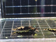 Krewetki Caridina Metalik Boa Galaxy OE 10 sztuk!!!