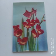 POCZTÓWKA TRÓJWYMIAROWA KWIAT MIECZYK