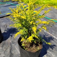 Tuja Golden Globe, złota kula