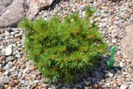 CIEKAWY KARZEŁ Sosna drobnokwiatowa 'Hereygers' Pinus parviflora