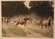 STRZELCE OPOLSKIE. Stadnina Koni. Klacze matki rasy małopolskiej, CZYSTA
