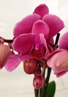 PHALENOPSIS storczyk coral dream 15