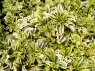 Gęsiówka macedońska 'Old Gold' - Arabis ferdinandi-coburgii 'Old Gold'