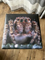 TABORET, krzesło, ekoskóra z nadrukiem, pająk skakun, 33x33cm, wys. 55cm