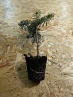 Jodła kaukaska 10 cm 15 cm Doniczka p9. pakiet 10 sztuk.