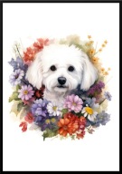 A2 PLAKAT PIES W KWIATACH RASA BICHON FRISE
