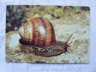 WINNICZEK PIECZĄTKA Z ZOO WARSZAWA