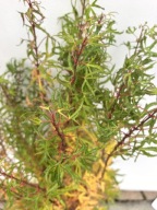 KLON PALMOWY "CYNTHIA'S CROWN JEWEL" Acer palmatum sadzonka