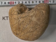 Skamieniałe koralowce agaty muszlowe minerały