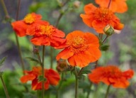 Kuklik Szkarłatny Bylina Miododajny Sadzonka P9