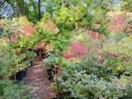 Cis taxus pendula szczepiony okaz 16 letni na ogród taras inny