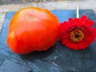 Pomidor Cosmonaut Volkov odporna gruntowa pyszna nasiona kolekcjonerskie