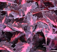Koleus Coleus hybridus DOWN TOWN Royalty KOLOROWA ROŚLINA