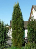 WYSOKA KOLUMNA NA ŻYWOPŁOT Sosna czarna 'Molette'