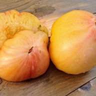 Pomidor White Oxheart Białe Bawole Serce nasiona kolekcjonerskie