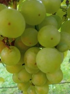 WINOROŚL Sadzonki winogron-Iza Zaliwska bardzo wczesna odmiana deserowa