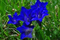 Hiacynt Kalifornijski (Triteleia) Queen Fabiola sadzonka w doniczce p8