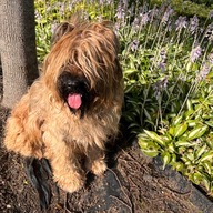 Funkia 'Risky Business' W DONICZCE, trzyletnia, wiele sadzonek (Hosta)