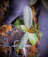 Ardisia Kapuas Hulu Silver Roślina Terrarium Unikat ArkOfPlants
