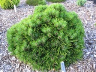 HARMONIJNA KULA Sosna bośniacka 'Smidtii' Pinus leucodermis, heldreichii