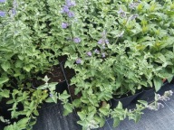 Kocimiętka Fassena WALKER'S LOW sadzonka