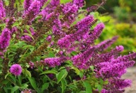 BUDLEJA DAWIDA BORDER BEAUTY MOTYLI KRZEW