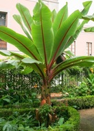 Bananowiec ensete ventricosum green - ZIELONY MAURELLI 5x nasiona