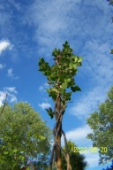 Weigela krzewuszka fastigiata 170 szczepiona inna