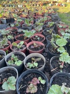 RABARBAR MALINOWY SADZONKI LIDER