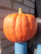 DYNIA HOKKAIDO PROSTO OD PRODUCENTA 1 KG