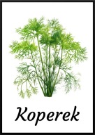 A2 PLAKAT OBRAZ DO KUCHNI JADALNI RESTAURACJI ZIOŁA KOPER KOPEREK