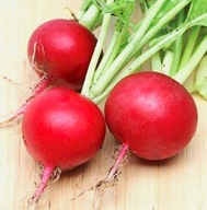 Rzodkiewka średnio wczesna Ramona - nasiona duża paczka XXL 100 sztuk ***