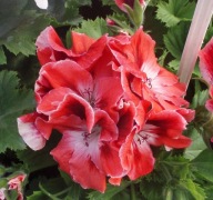 Pelargonia angielska Grandiflora Mandarin DUŻA