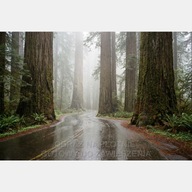 Duże drzewa sekwoje las mgła deszcz droga obraz na płótnie 55x80 plakat