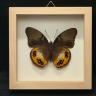 Motyl w gablotce Hypolimnas Deois Tydea