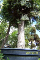 tuja żywotnik kulisty na pniu okaz 16 letni inna