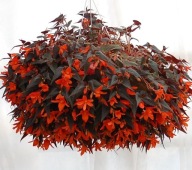 Begonia Summerwings Dark Elegance boliwijska ZWISAJĄCA