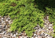 Jałowiec płożący 'Golden Carpet' | 2-letni