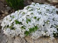 FLOKS SZYDLASTY SADZONKA W POJEMNIKU BIAŁA WIELOLETNIA zadarniająca