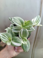 trzykrotka brigntness don. 10.5 cm