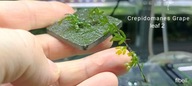 Crepidomanes sp. Grape Leaf 2 kolekcja od - fibell
