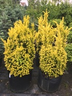 Cis Fastigiata Aurea 70-90cm