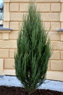 Jałowiec skalny Blue Arrow (juniperus 'Blue Arrow') P9 50/60cmb