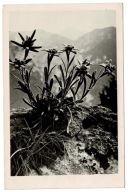 TATRY SZAROTKA ALPEJSKA ROŚLINA GÓRSKA 1955