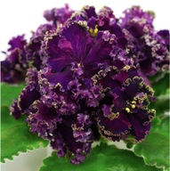 FIOŁEK AFRYKAŃSKI ### AB NOCZNYJ DOZOR ### 1LIŚĆ