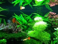 Rośliny do akwarium kryptokoryna zielona 3 szt.